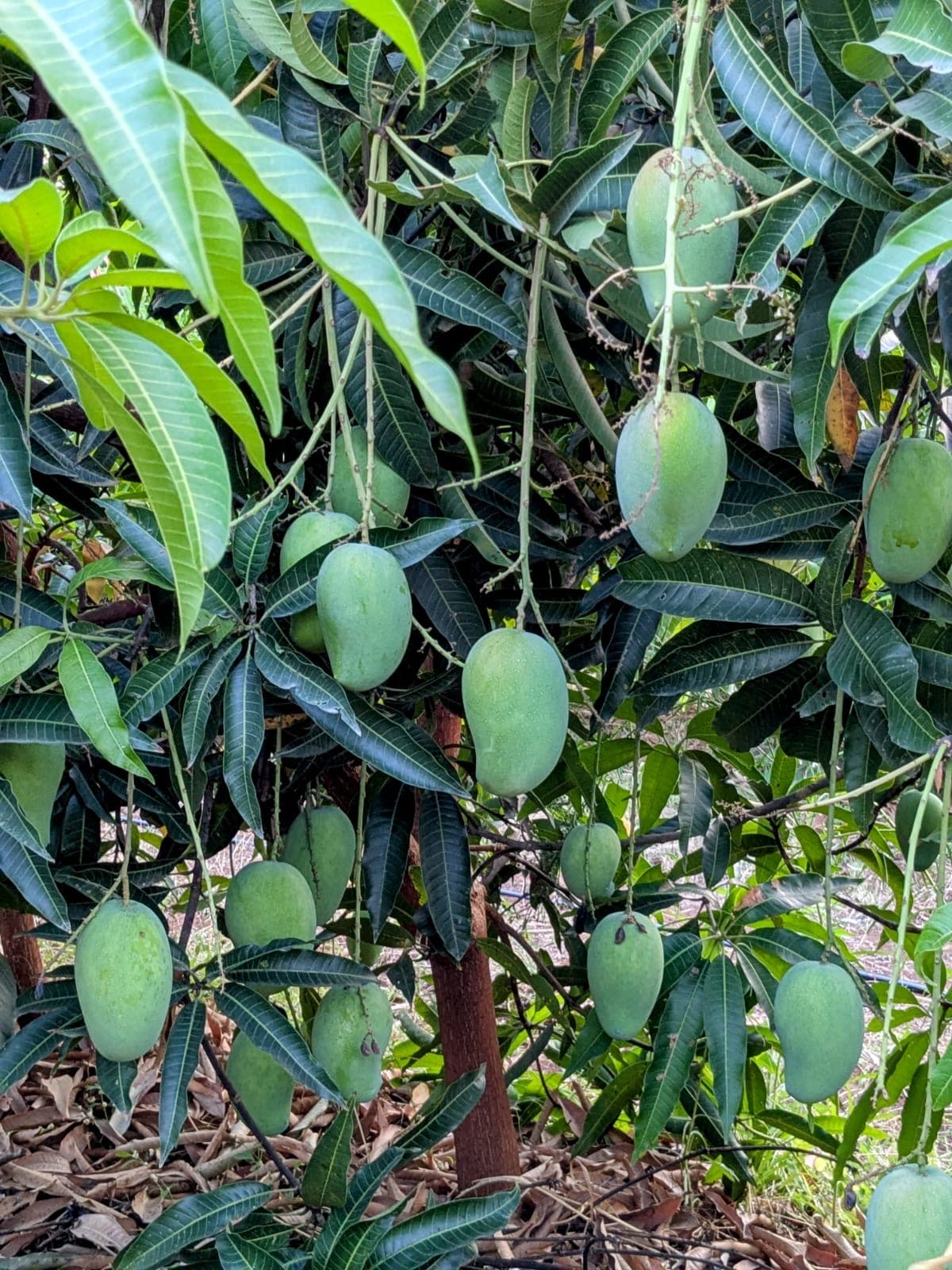 Farm landscape view one