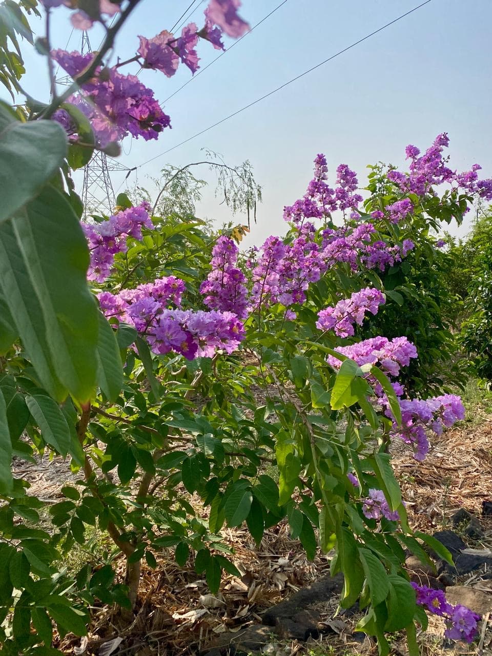 Farm landscape view three