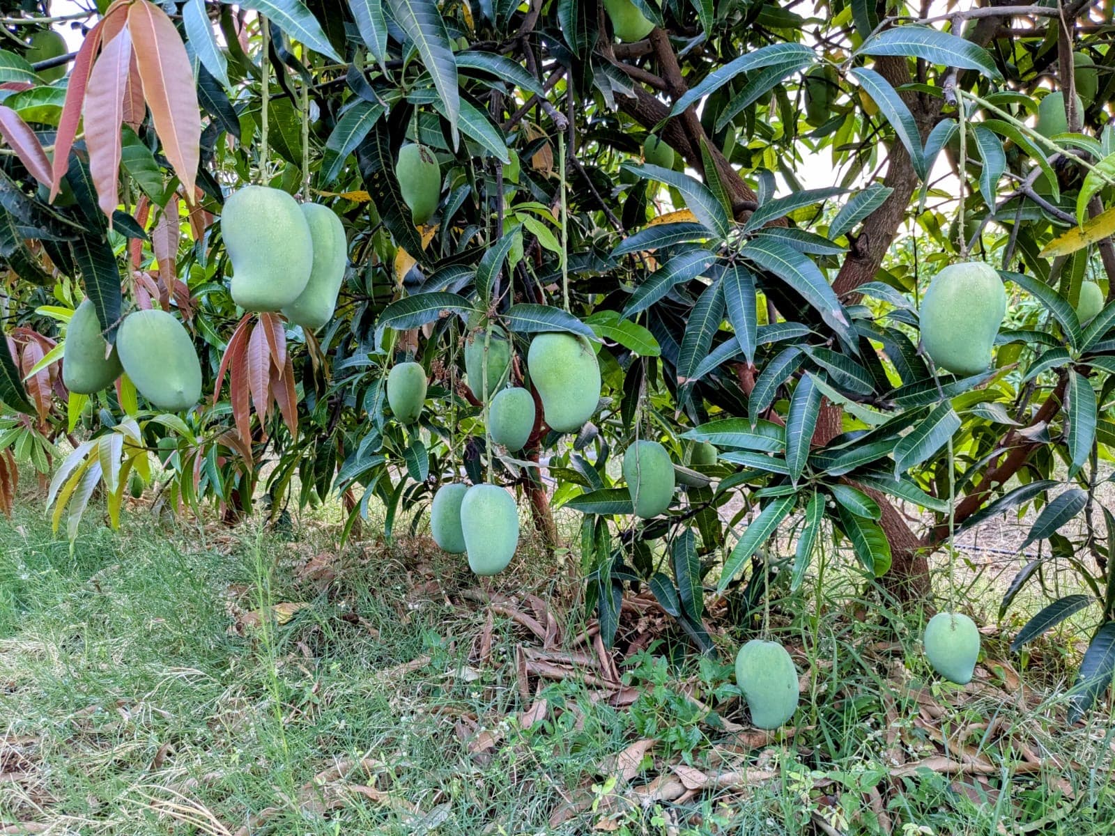 Farm landscape view four