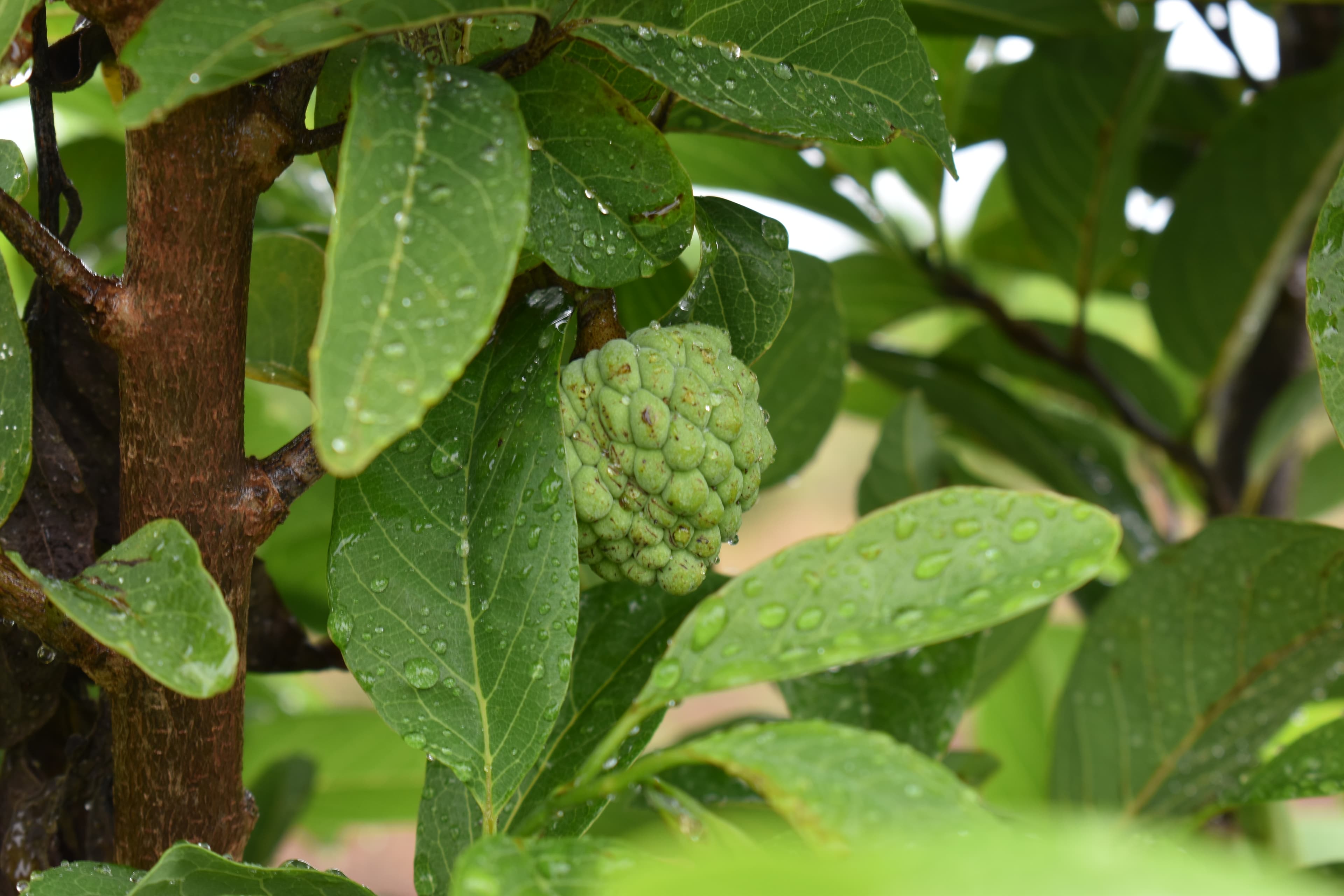 Farm landscape view five